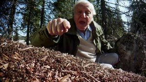 David Attenborough's Ant Mountain