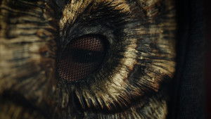 La découverte de la Chouette d'or