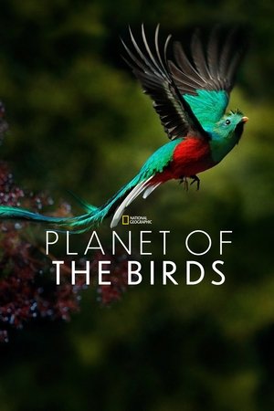 El planeta de los pájaros