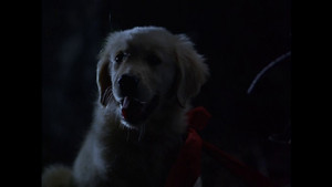 Napoleón, el perrito aventurero