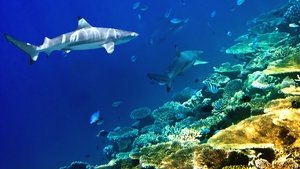 Journey to Shark Eden