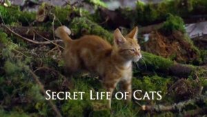 The Secret Life of Cats