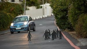 Cities: Nature's New Wild