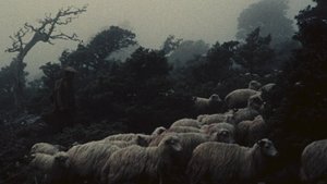 Pastori di Orgosolo