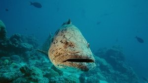 IMAX - Under the Sea 3D