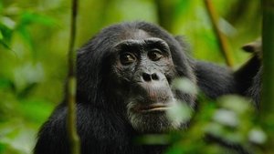 Rise of the Warrior Apes