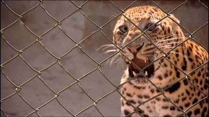 72 Dangerous Animals: Asia