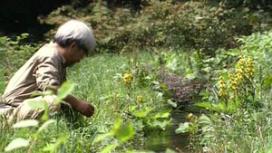 Miyazaki: el rey del anime