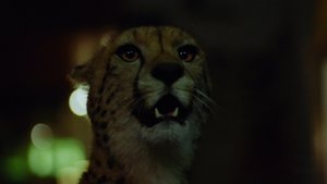 Wild Beasts