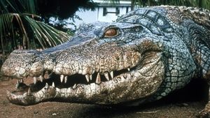 Cocodrilo 2
