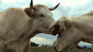 Bovines