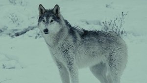 Lobo