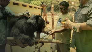 Jungle Animal Rescue