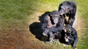 Santuario de chimpancés
