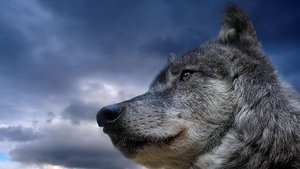 Los lobos no lloran