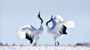 Japan: Earth's Enchanted Islands