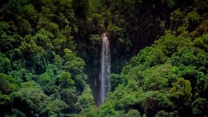 Tropical Rainforest