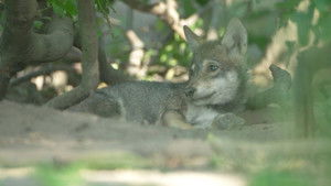 Wolf: Wanderer Without Borders