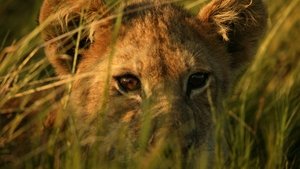 The Last Lions