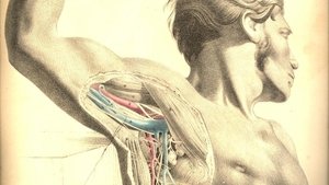 Anatomy 2