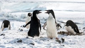 Los pingüinos