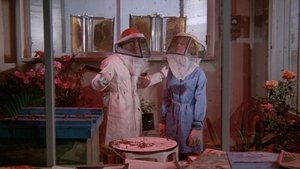 Abejas Asesinas