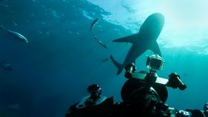 El tiburón toro mas grande del mundo