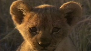 Lions Of Darkness