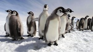 Penguins: Spy in the Huddle