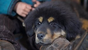 Man's First Friend
