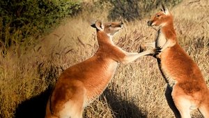 The Kangaroo King