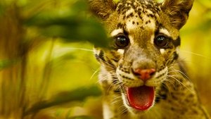 Return of the Clouded Leopards