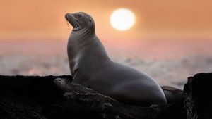 Los leones marinos de las Galápagos