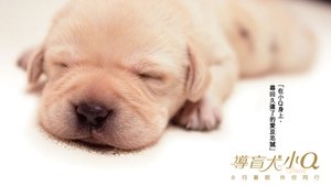 Quill: The Life of a Guide Dog