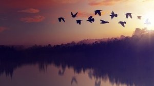 El planeta de los pájaros