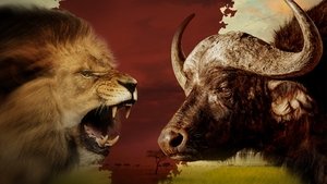 Blood Rivals: Lion vs Buffalo