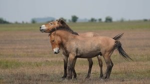 Vadlovak - Hortobágyi mese