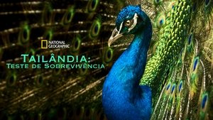 Thailand's Wild Side