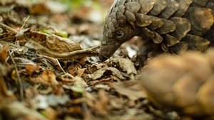 Gorongosa: Paradise Reborn