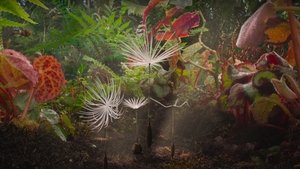 Dandelion's Odyssey