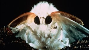 Microcosmos