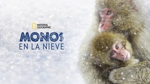 Wild Japan: Snow Monkeys