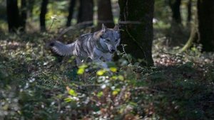 Shadow of the Wolf