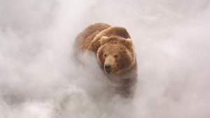 Land of the Bears