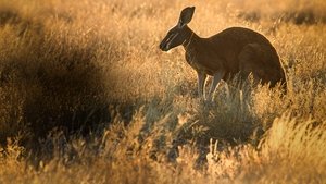The Kangaroo King