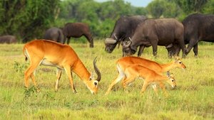 Wild Uganda