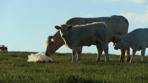 Bovines