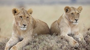 African Cats