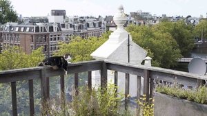 Kitty Love: An Homage to Cats