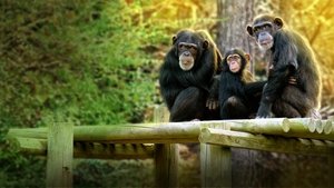 Santuario de chimpancés